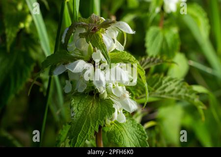 Lamium Album, gemeinhin als weißer oder weißer toter Nessel bezeichnet, ist eine Blütenpflanze der Familie Lamiaceae. Stockfoto