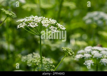 Blick auf eine weißblütige Wiese von Aegopodium podagraria L. aus der Familie der Apiales, gemeinhin als Erdenälteste, Grünland, Bischof, Unkraut bezeichnet, Stockfoto