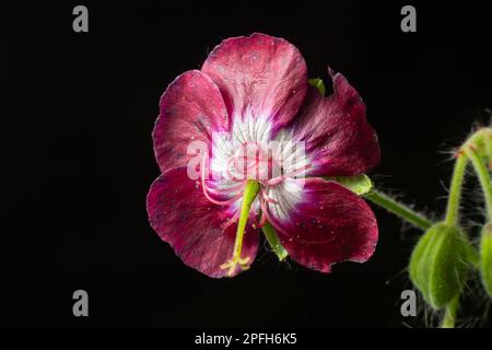 Geranium phaeum, gemeinhin als Dusky Cranes Bill, trauernde Witwe oder Schwarze Witwe bezeichnet, ist eine krautige Pflanzenart in der Familie Geraniaceae. Blumen von Stockfoto