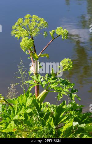 Angelica, Angelica, Archangelica, gehört zu der wilden Pflanze mit grünen Blumen. Es ist eine wichtige Heilpflanze und wird auch in der Medizin verwendet. Stockfoto