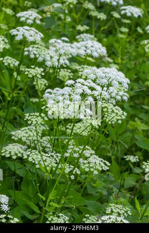 Blick auf eine weißblütige Wiese von Aegopodium podagraria L. aus der Familie der Apiales, gemeinhin als Erdenälteste, Grünland, Bischof, Unkraut bezeichnet, Stockfoto