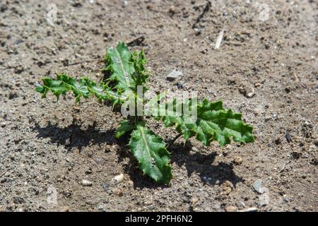 Rosette aus jungen grünen Blättern der kanadischen Distel, auch schleichende oder Felddistel, Cirsium arvense, die in einem Blumenbeet wächst. Invasives Unkraut. Nahaufnahme Stockfoto