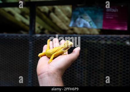 Gelber Leguan sitzt auf der Hand. Stockfoto