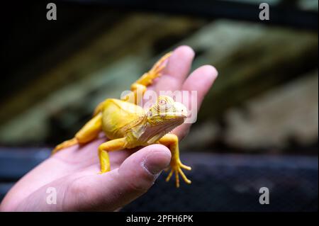 Gelber Leguan sitzt auf der Hand. Stockfoto