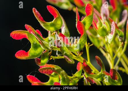 Nahaufnahme rötlich-rosa gereifter Früchte von Acer tataricum subsp. Ginnala Tatar Ahorn oder Tatarianischer Ahorn. Stockfoto