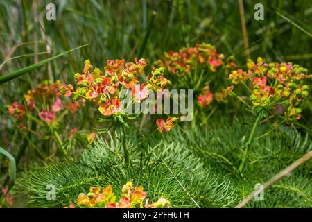 Cypress spurri Euphorbia cyparissias - grünes natürliches Kräutergras, Pflanzen in Blüte. Stockfoto