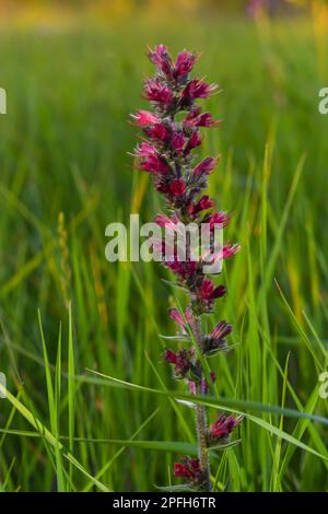 Rote Blüten von russischem Bugloss, Echium russicum Echium rubrum, Pontechium maculatum. Stockfoto