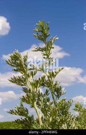 Wermut, Artemisia absinthium, ganzjähriges silberfarbenes Kraut mit starkem aromatischem Geruch und bitterem Wermut berühmt. Stockfoto