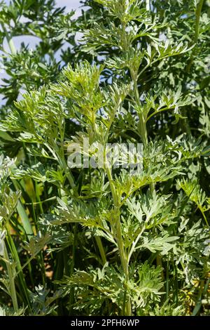 Wermut, Artemisia absinthium, ganzjähriges silberfarbenes Kraut mit starkem aromatischem Geruch und bitterem Wermut berühmt. Stockfoto