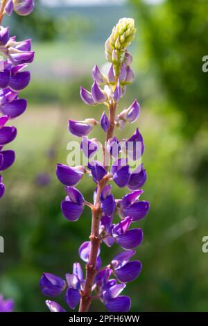 Die blühenden violetten Blüten der Lupine sind Futterpflanzen von Lupinus polyphyllus, die auf dem Feld oder am Waldrand wachsen. Lila Blumen Stockfoto