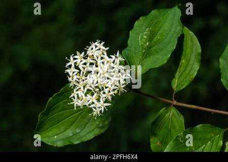 Cornus sanguinea, der gemeine Dornhai, blüht mit grünen Blättern. Frühlingsblume Viburnum lantana. Stockfoto