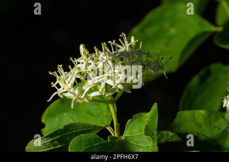 Cornus sanguinea, der gemeine Dornhai, blüht mit grünen Blättern. Frühlingsblume Viburnum lantana. Stockfoto