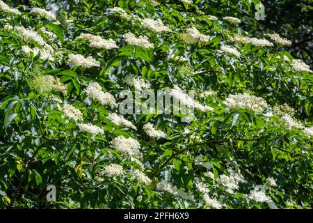 Schwarzer sambucus Sambucus nigra weiße Blumen blühen. Makro zarter Blumenstränge auf dunkelgrünem Hintergrund im Frühlingsgarten. Selektiver Fokus. Nat Stockfoto