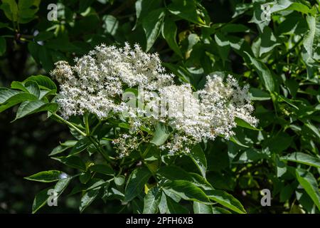 Schwarzer sambucus Sambucus nigra weiße Blumen blühen. Makro zarter Blumenstränge auf dunkelgrünem Hintergrund im Frühlingsgarten. Selektiver Fokus. Nat Stockfoto