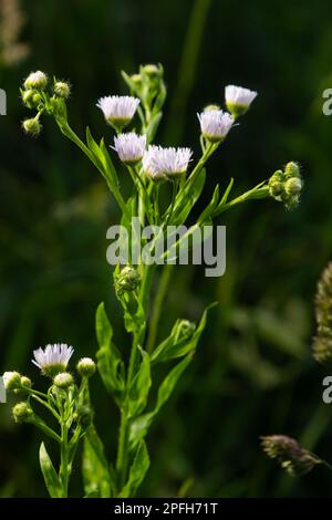 Philadelphia Berufkraut, Erigeron Philadelphicus der Familie Asteraceae. Stockfoto