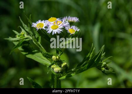 Philadelphia Berufkraut, Erigeron Philadelphicus der Familie Asteraceae. Stockfoto