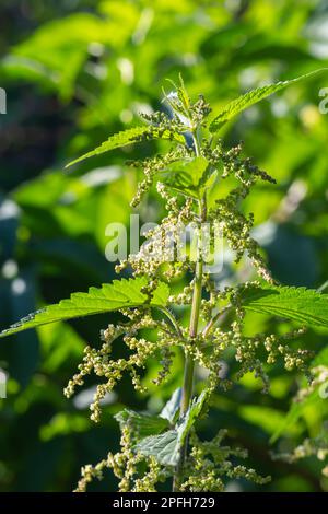 Urtica dioica, oft auch gewöhnliche Brennnessel oder Brennnessel oder Brennnessel genannt. Brennnesselblüten. Stockfoto