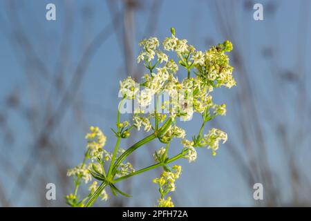 Galium mollugo ist eine krautige Jahrespflanze der Familie Rubiaceae. Er trägt den Namen Hedge Bedstroh mit der verwandten europäischen Art Galium. Stockfoto