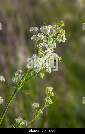 Galium mollugo ist eine krautige Jahrespflanze der Familie Rubiaceae. Er trägt den Namen Hedge Bedstroh mit der verwandten europäischen Art Galium. Stockfoto