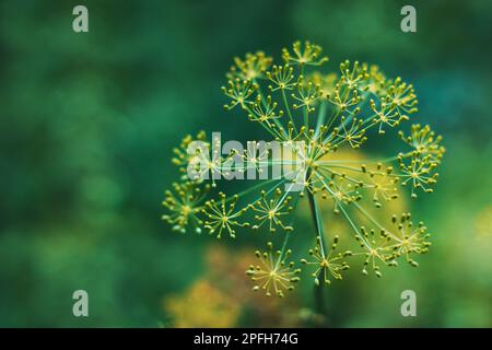 Dill im Garten. Kräuter. Blühende Nahaufnahme. - Anethum Graveolens Stockfoto