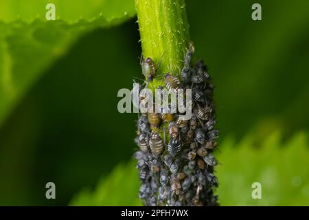 Ast eines Obstbaums mit zerknitterten Blättern, die von Schwarzläuse befallen sind. Kirschblüten, schwarze Fliege auf Kirschbaum, schwere Schäden durch Gartenschädlinge. Stockfoto