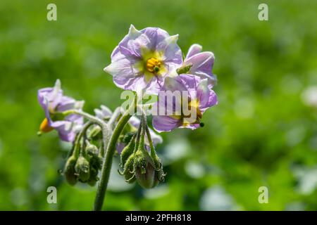 Blühen von Kartoffelfeldern, Kartoffelpflanzen mit weißen Blüten, die auf Bauernfiels wachsen. Stockfoto