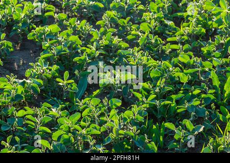 Landwirtschaftliche Soja-Plantage am sonnigen Tag - Grün wachsende Sojabohnen Pflanze gegen Sonnenlicht. Stockfoto