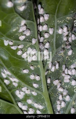 Weißfisch-Aleyrodes-proletella-Ackerbauschädling auf Kohlblätter. Stockfoto