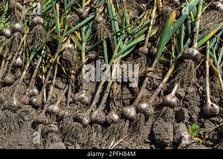 Der ausgegrabene Knoblauch wird an einem Sommertag auf einem Gartenbett getrocknet. Stockfoto