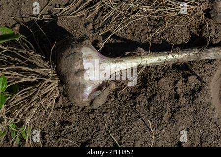 Der ausgegrabene Knoblauch wird an einem Sommertag auf einem Gartenbett getrocknet. Stockfoto