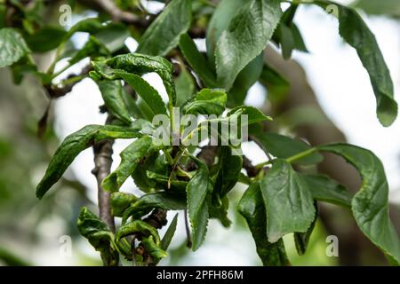 Pflaumenzweig mit zerknitterten Blättern, befallen von schwarzer Blattläuse und Spinnennetz. Pflaumenblattläuse, schwarze Fliege auf Obstbäumen, schwere Schäden durch Gartenschädlinge. Wählen Sie Stockfoto