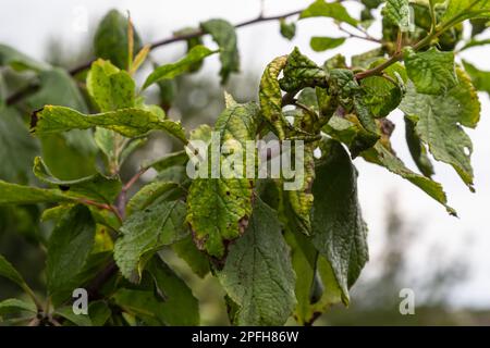 Pflaumenzweig mit zerknitterten Blättern, befallen von schwarzer Blattläuse und Spinnennetz. Pflaumenblattläuse, schwarze Fliege auf Obstbäumen, schwere Schäden durch Gartenschädlinge. Wählen Sie Stockfoto