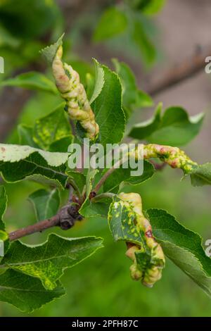 Rosige Apfelblattläuse, Dysaphis devecta, Apfelpest. Detail des betroffenen Blatts. Stockfoto