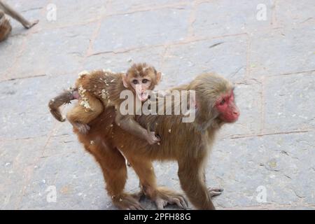 Baby-Affe hält rothaarige Mutteraffe, trägt hinten auf dem Boden Stockfoto