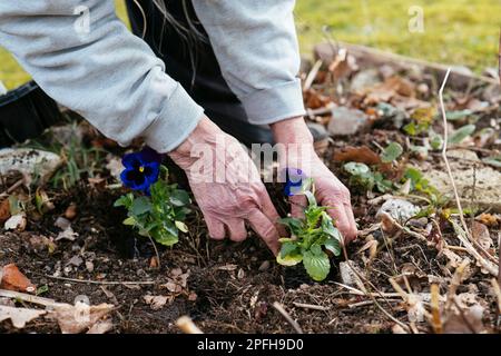 Eine Frau, die lila Schwänze in einem Garten pflanzt. Stockfoto