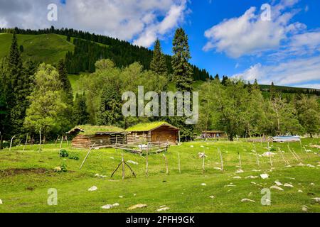 Qiongkushtai in Xinjiang, ein kleines kasachisches Dorf mit einem riesigen Grasland und gemütlichen Pferden und Schafen. Stockfoto