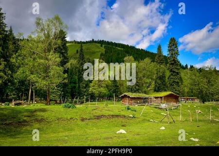 Qiongkushtai in Xinjiang, ein kleines kasachisches Dorf mit einem riesigen Grasland und gemütlichen Pferden und Schafen. Stockfoto