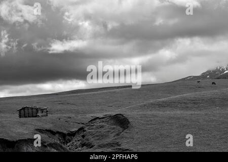 Qiongkushtai in Xinjiang, ein kleines kasachisches Dorf mit einem riesigen Grasland und gemütlichen Pferden und Schafen. Stockfoto