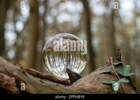 Bäume und Wälder spiegeln sich kopfüber in einer Kristallkugel auf einem Baumstamm mit einem verwischten Bokeh-Hintergrund wider Stockfoto