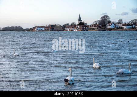 Schwäne im Hafen von Bosham West Sussex England mit dem malerischen Dorf und Kirchturm im Hintergrund Stockfoto