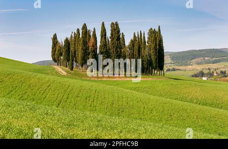 Die Frühlingshügel der Toskana, Italien Stockfoto