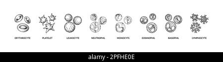 Blutzellen auf weißem Hintergrund isoliert. Wissenschaftlich-mikrobiologische Vektordarstellung im Skizzenstil Stock Vektor