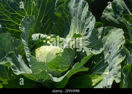 Jungkohl wächst auf dem Bauernfeld, Kohl wächst auf dem offenen Feld. Agrargeschäft. Stockfoto