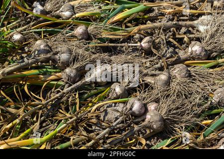Knoblauch: Bund von frischem Knoblauch Ernte auf Boden. Frisch gegrabene Köpfe von Knoblauchzwiebeln. Stockfoto