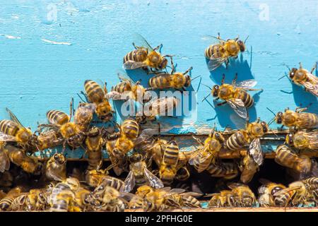 Ein Schwarm Honigbienen, die um den Bienenstock fliegen. Bienen, die von der Honigsammlung zurückkehren, fliegen zurück zum Bienenstock. Honigbienen auf Hausbiene, Imkereikonzept. Stockfoto