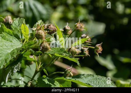 Zweig grüner, unreifer Himbeeren in einem Garten, Makrofoto Stockfoto