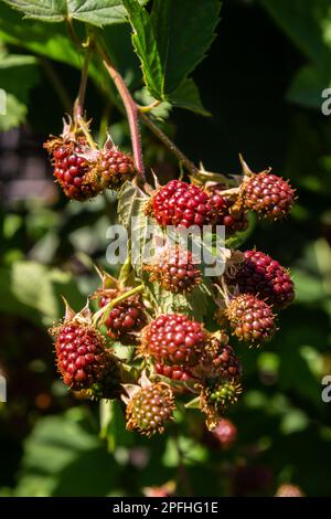 Organische Brombeeren, die in einem Garten wachsen. Selektiver Fokus. Ein Haufen Beeren. Stockfoto