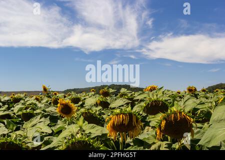 Sonnenblumenköpfe, die am Ende der Vegetationsperiode auf einem landwirtschaftlichen Feld im Herbst mit Samen geerntet werden. Stockfoto