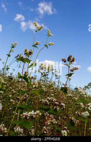 Buchweizen Fagopyrum esculentum in Blüte auf natürlichem Hintergrund. Kulturpflanze. Makro. Draufsicht. Stockfoto