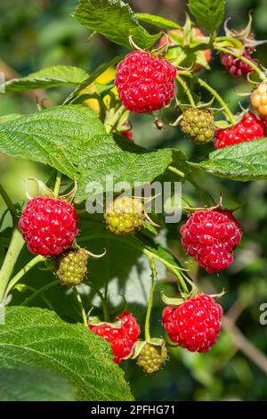 Niederlassung von Reifen Himbeeren im Garten. Roten süßen Beeren wachsen auf Himbeere Bush im Obstgarten. Stockfoto